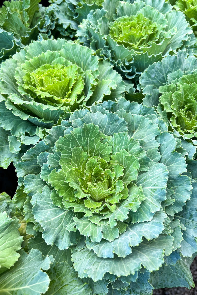 Ornamental Kale, Osaka White - Image 2