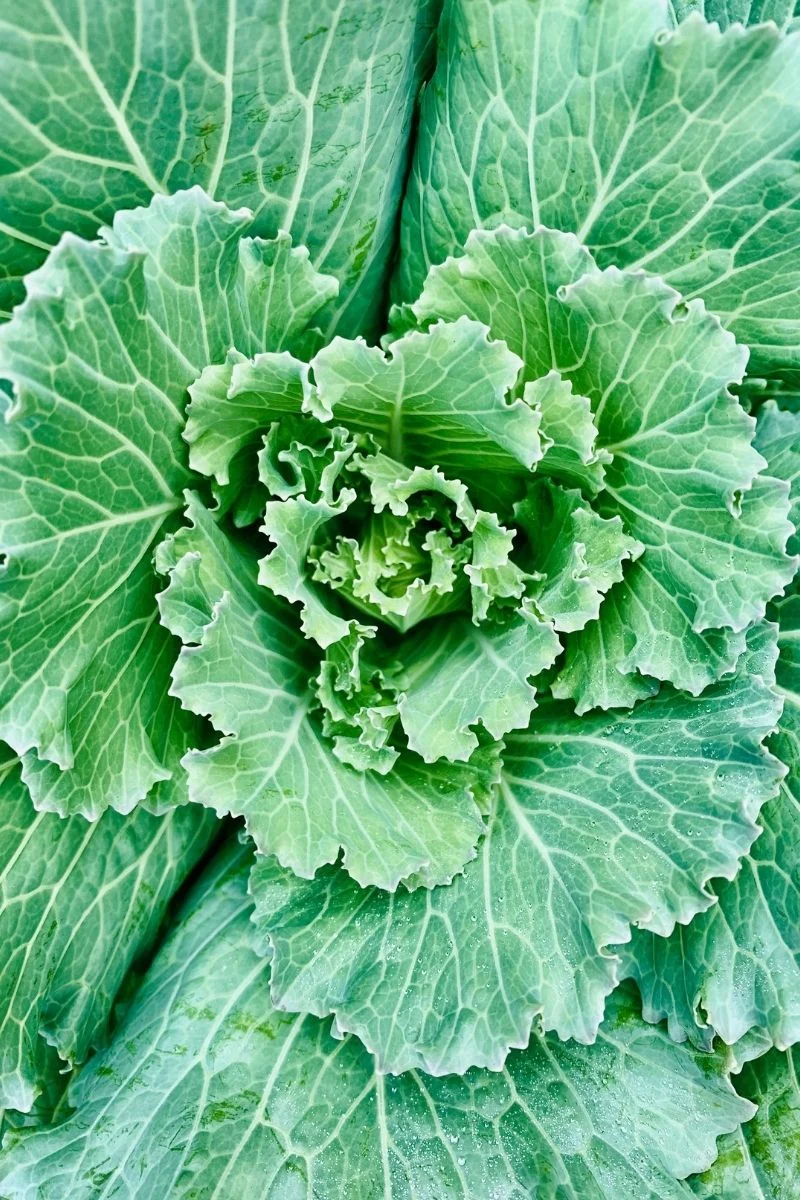 Ornamental Kale, Osaka White - Image 3