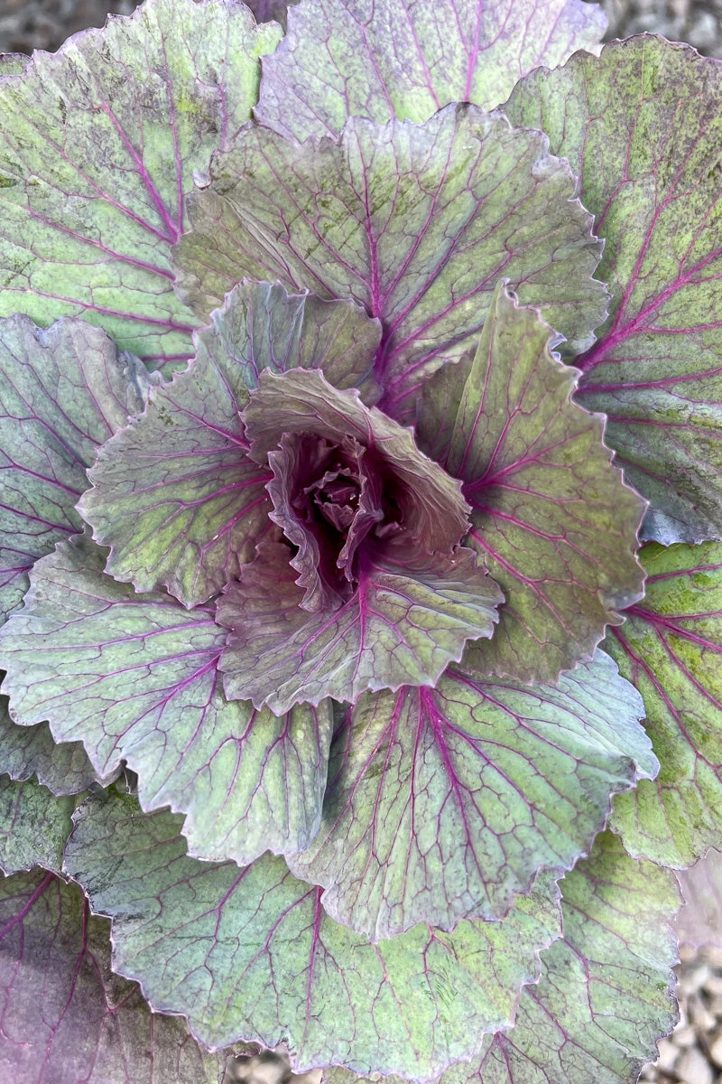 Ornamental Kale. Pigeon Purple - Image 2