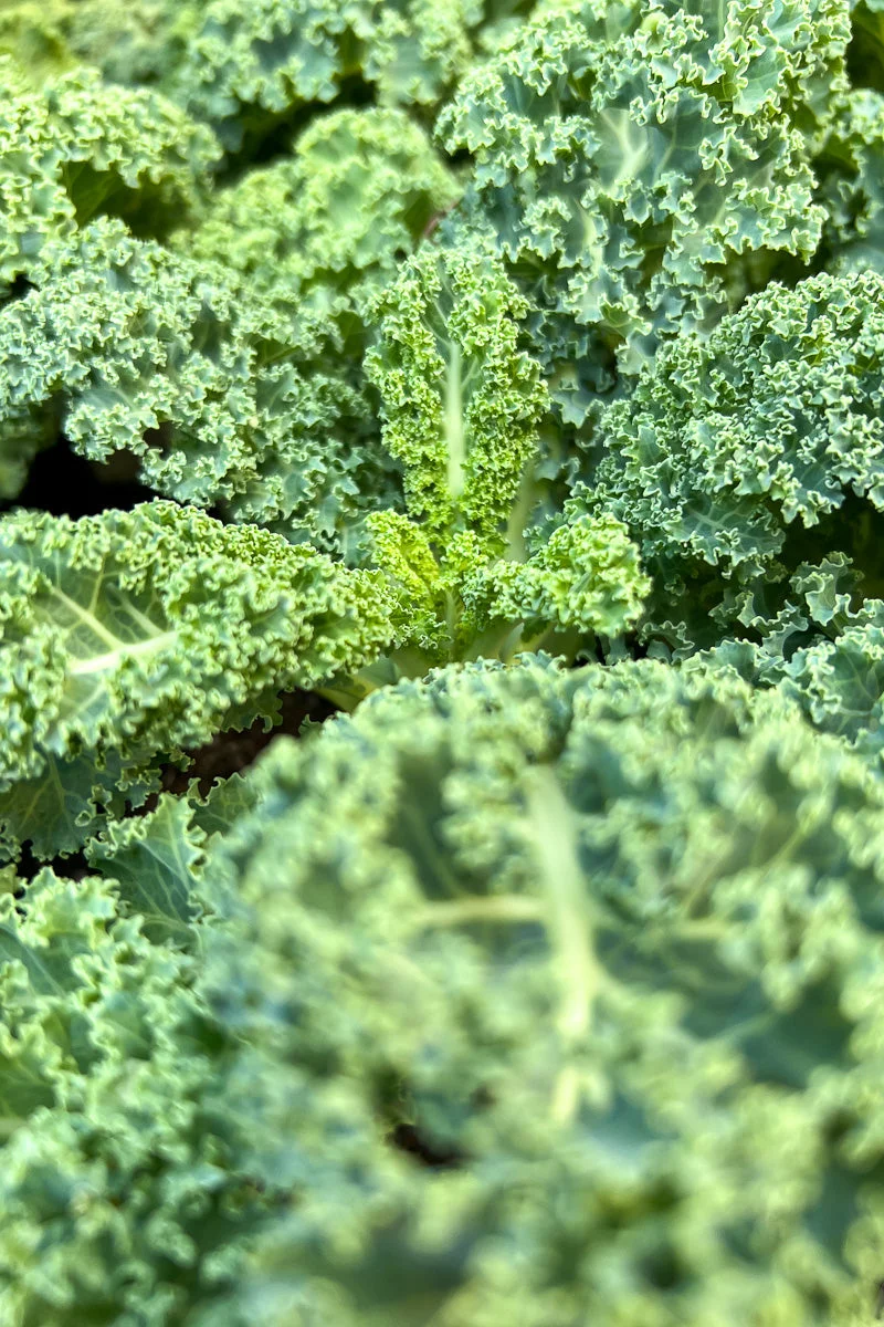 Ornamental Kale, Prism - Image 2