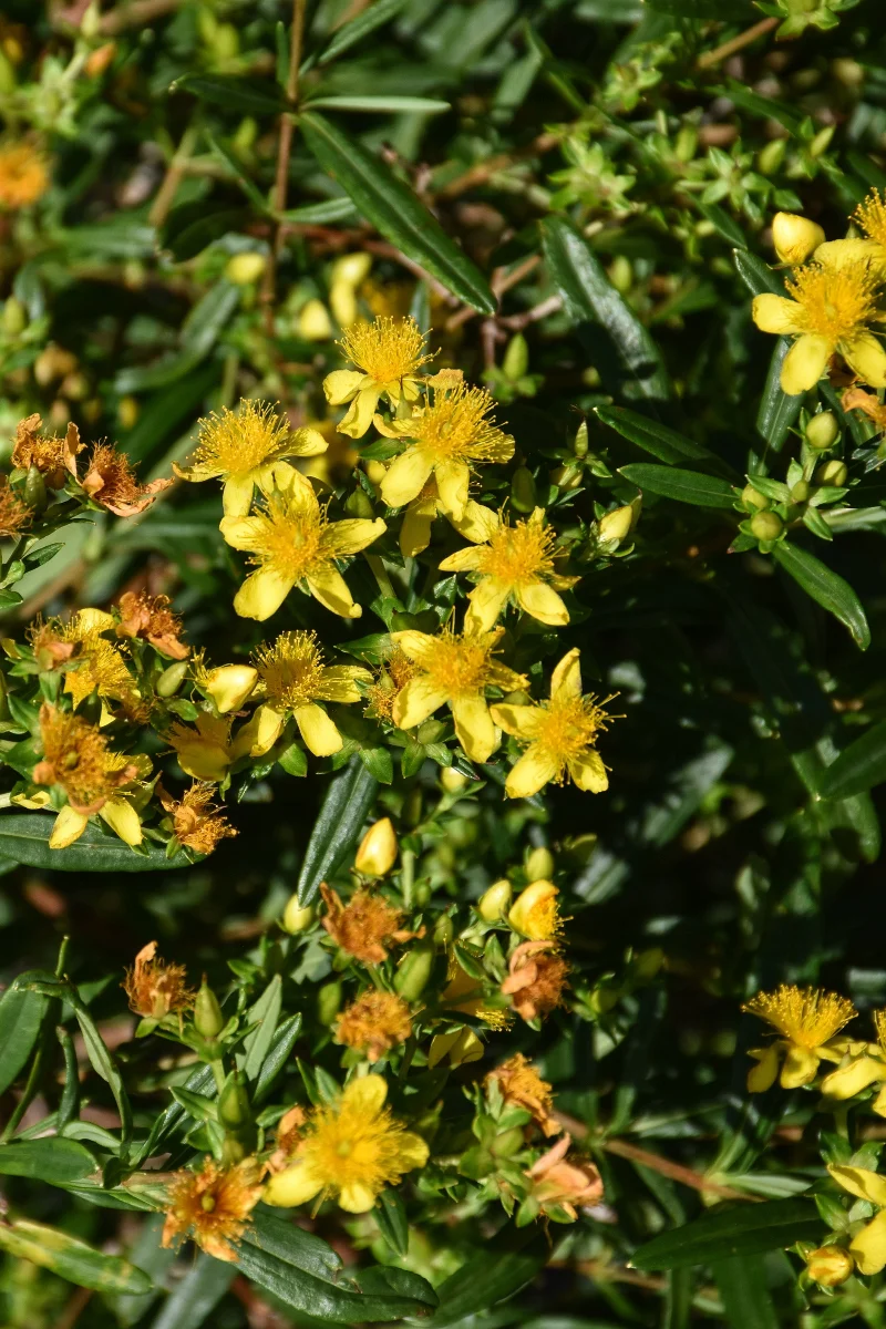 Kalm's St. Johnswort