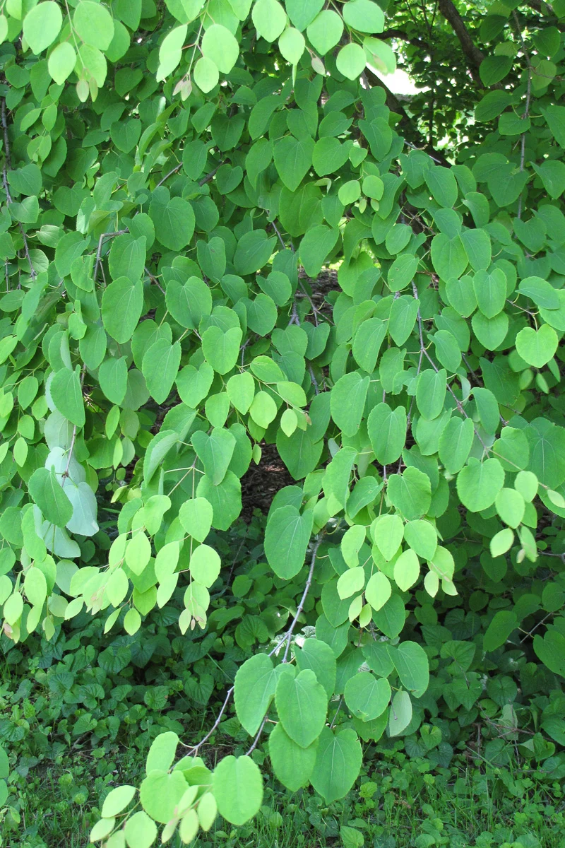 Katsuratree - Image 2