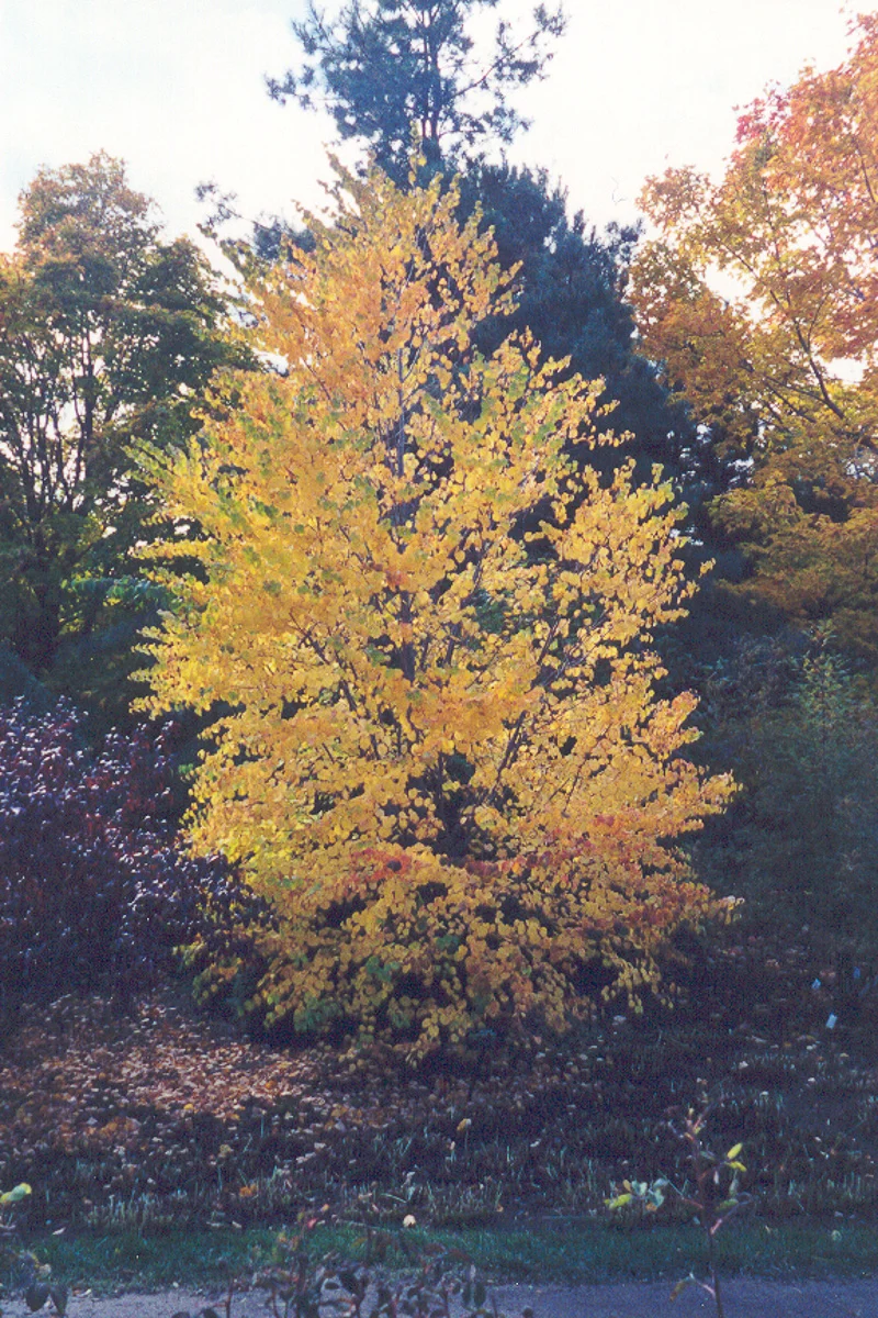 Katsuratree - Image 3