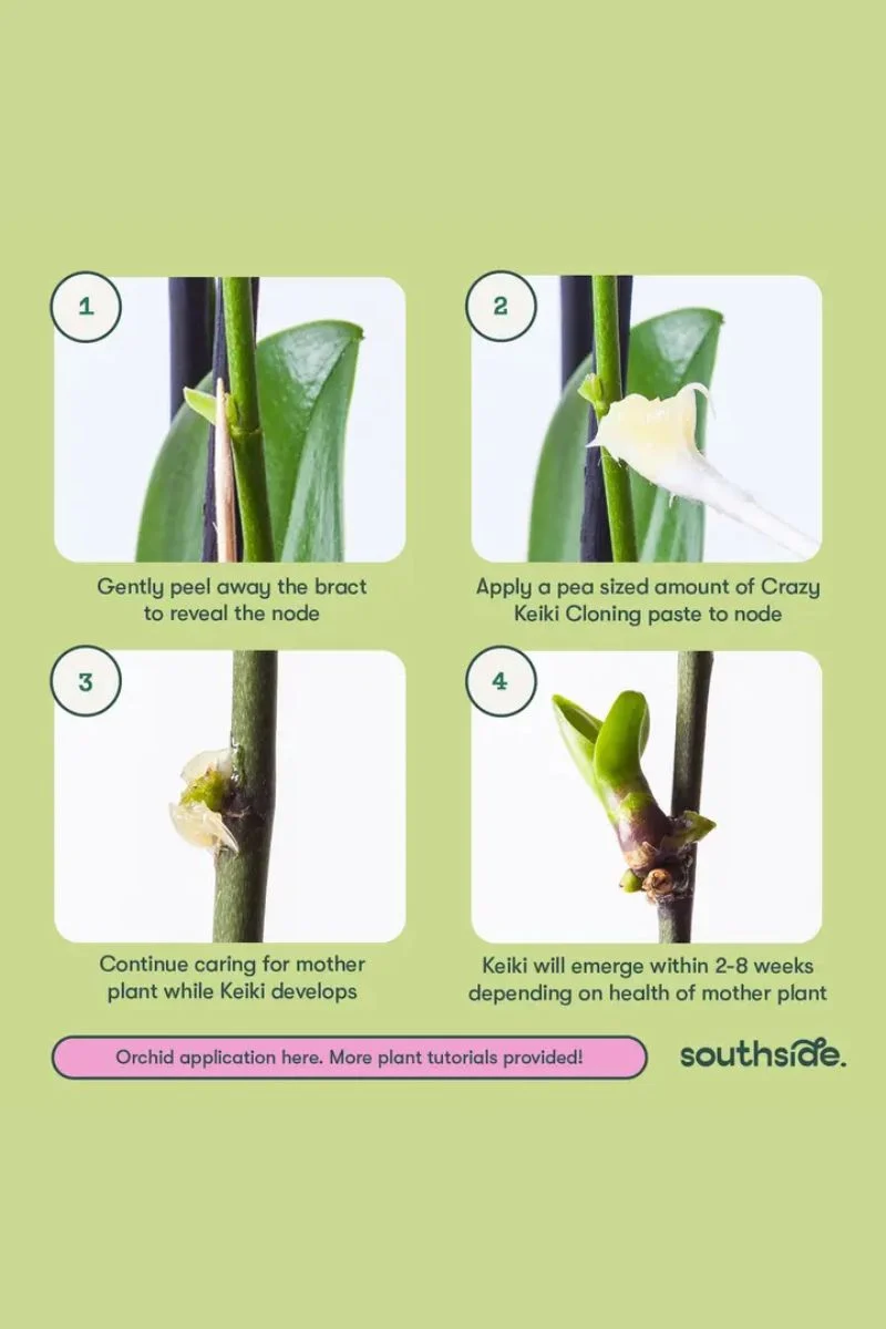 Southside Plants Crazy Keiki Cloning Paste - Image 2