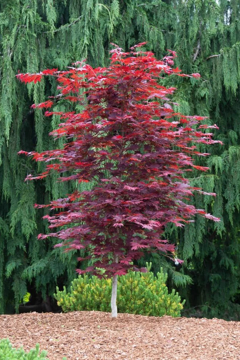 Korean Maple, Alpenglow - Image 2