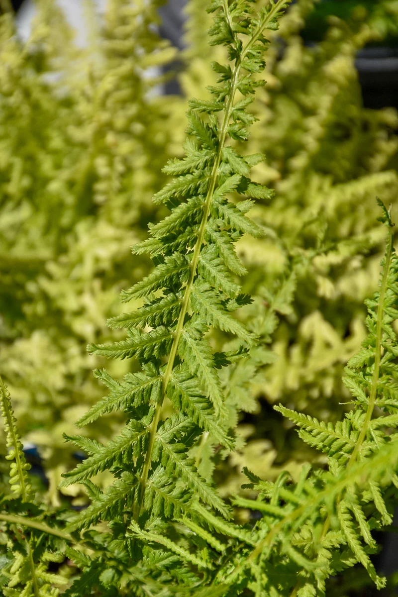 Lady Fern, Victoria