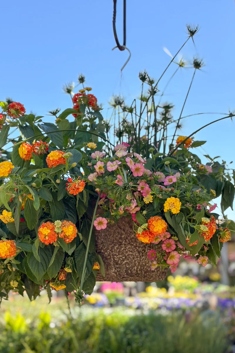 Lady Honeyberry, Fiber, Hanging Basket
