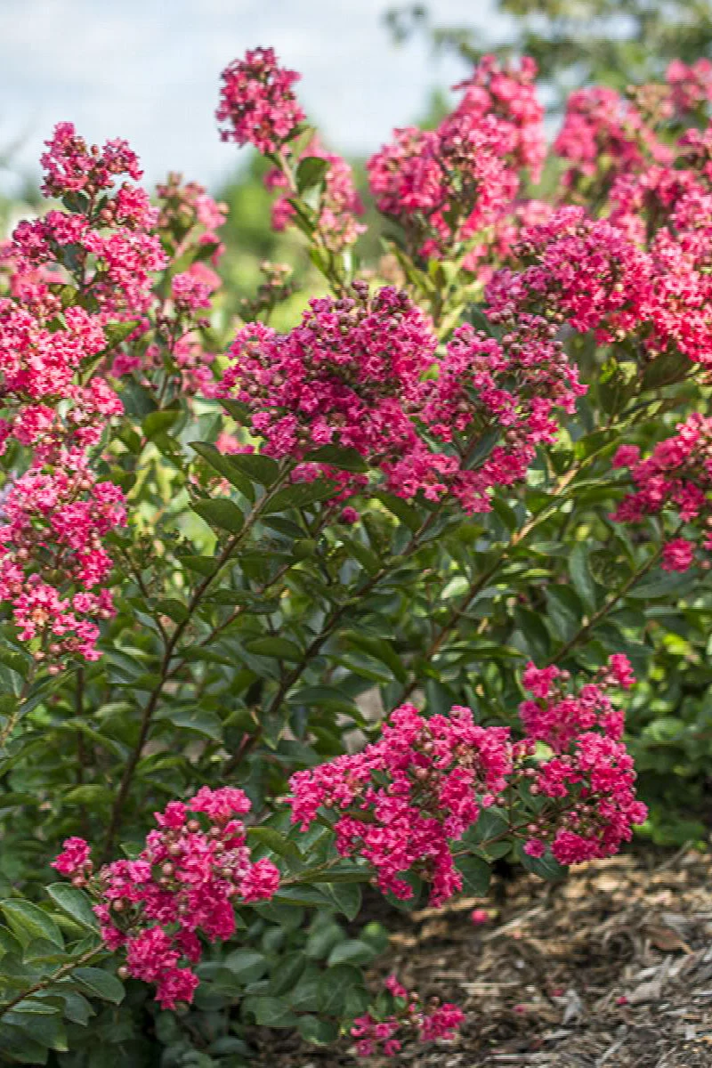 Lagerstroemia Raspberry