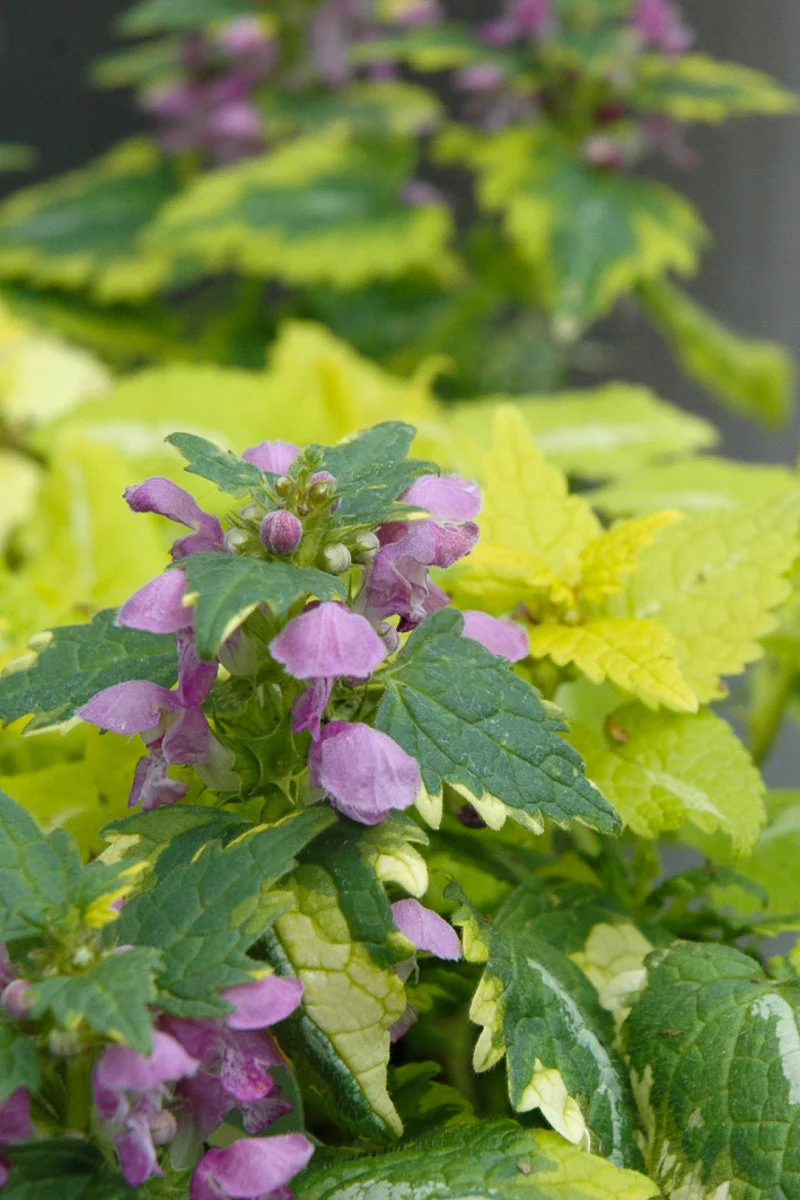 Lamium, Anne Greenaway