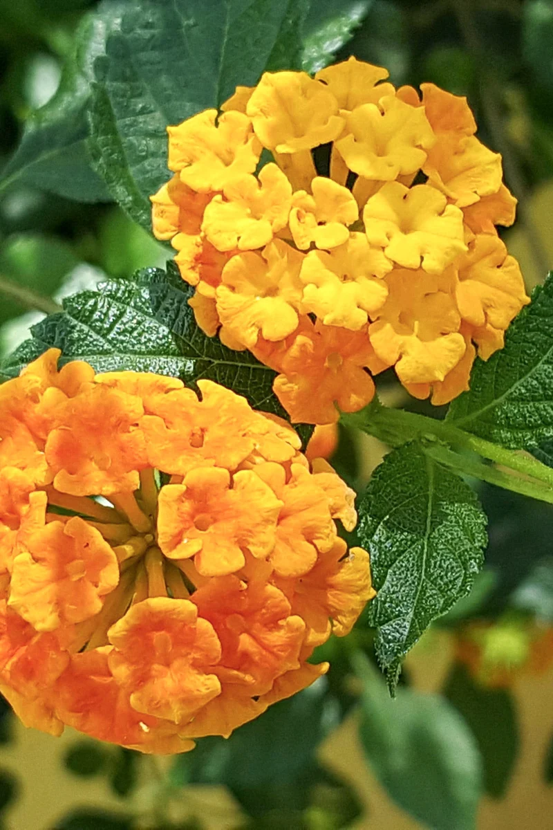 Lantana Casablanca
