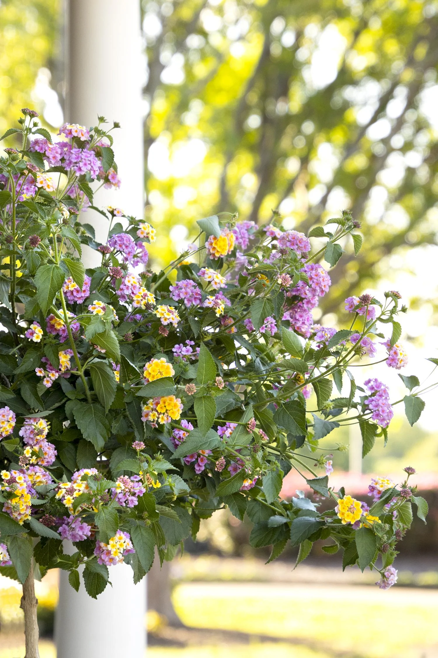 Lantana Mozelle