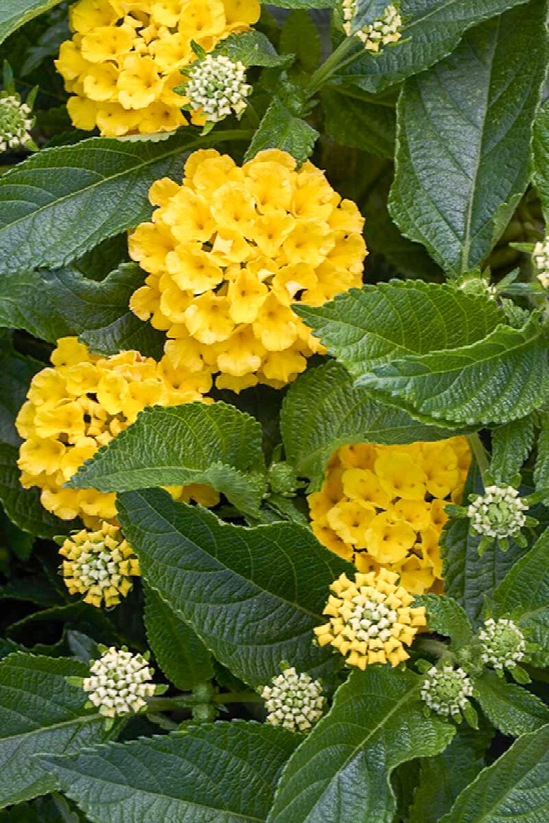 Lantana Pina - Image 2
