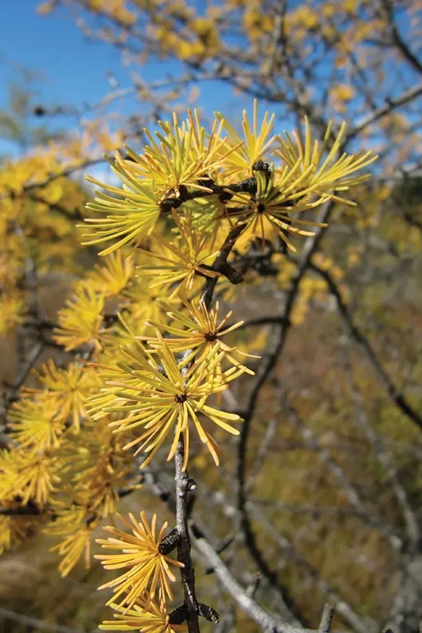 Larch, American