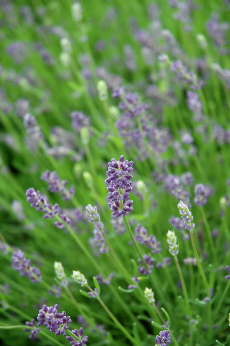 Lavender, Essence Purple