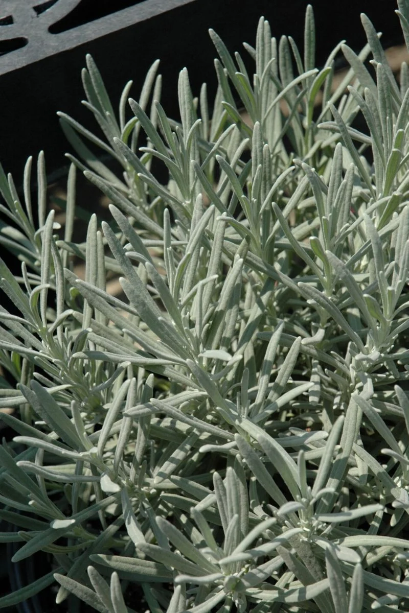 Lavender, Phenomenal