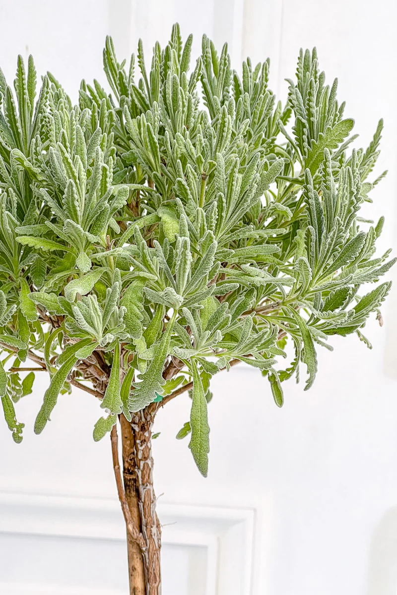 Lavender, Topiary Goodwin Creek 5" Grey Clay Pot - Image 2