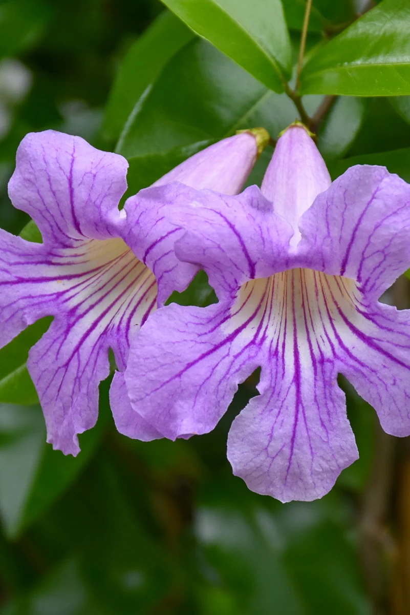 Lavender Trumpet Vine 1G