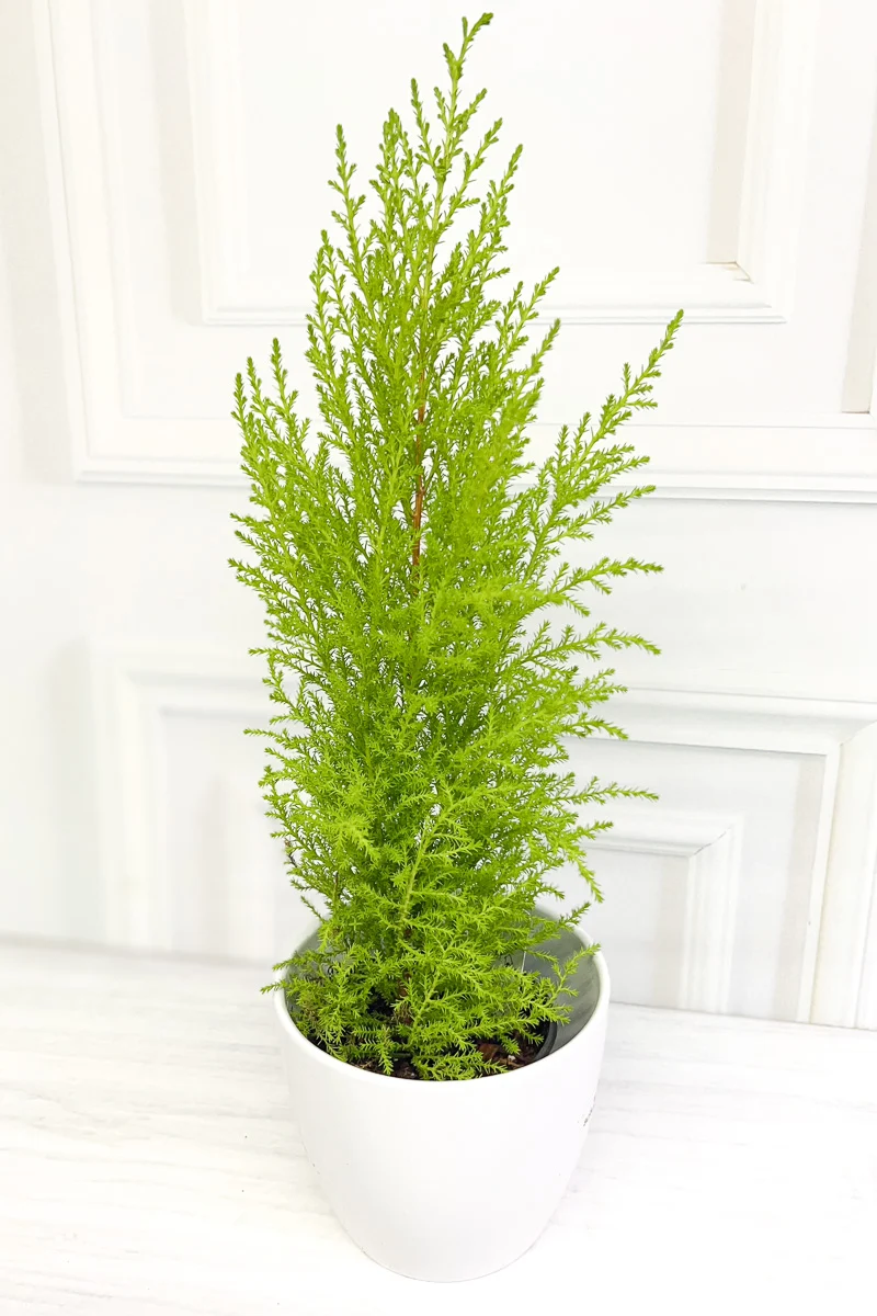 Lemon Cypress, Cone 4"