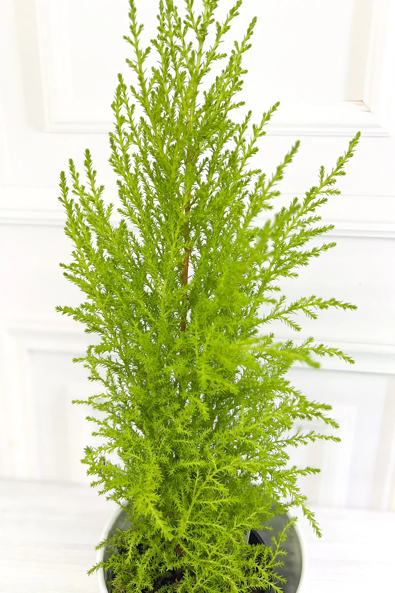 Lemon Cypress, Cone 4" - Image 2