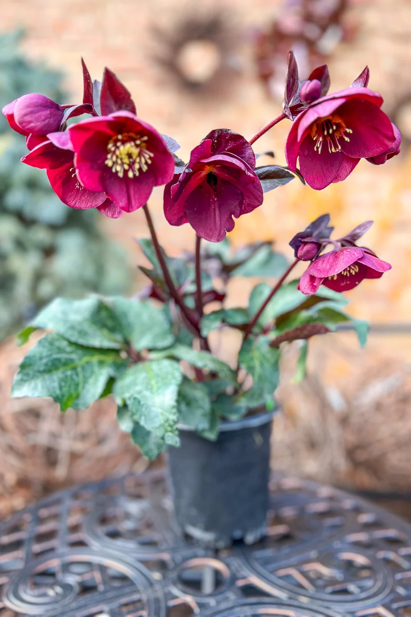 Lenten Rose, Brunello