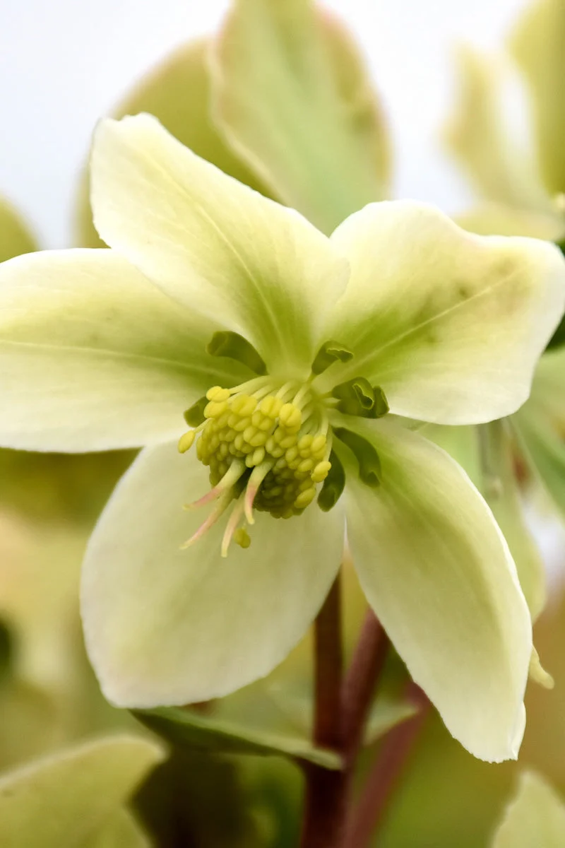 Lenten Rose, Honeyhill Joy