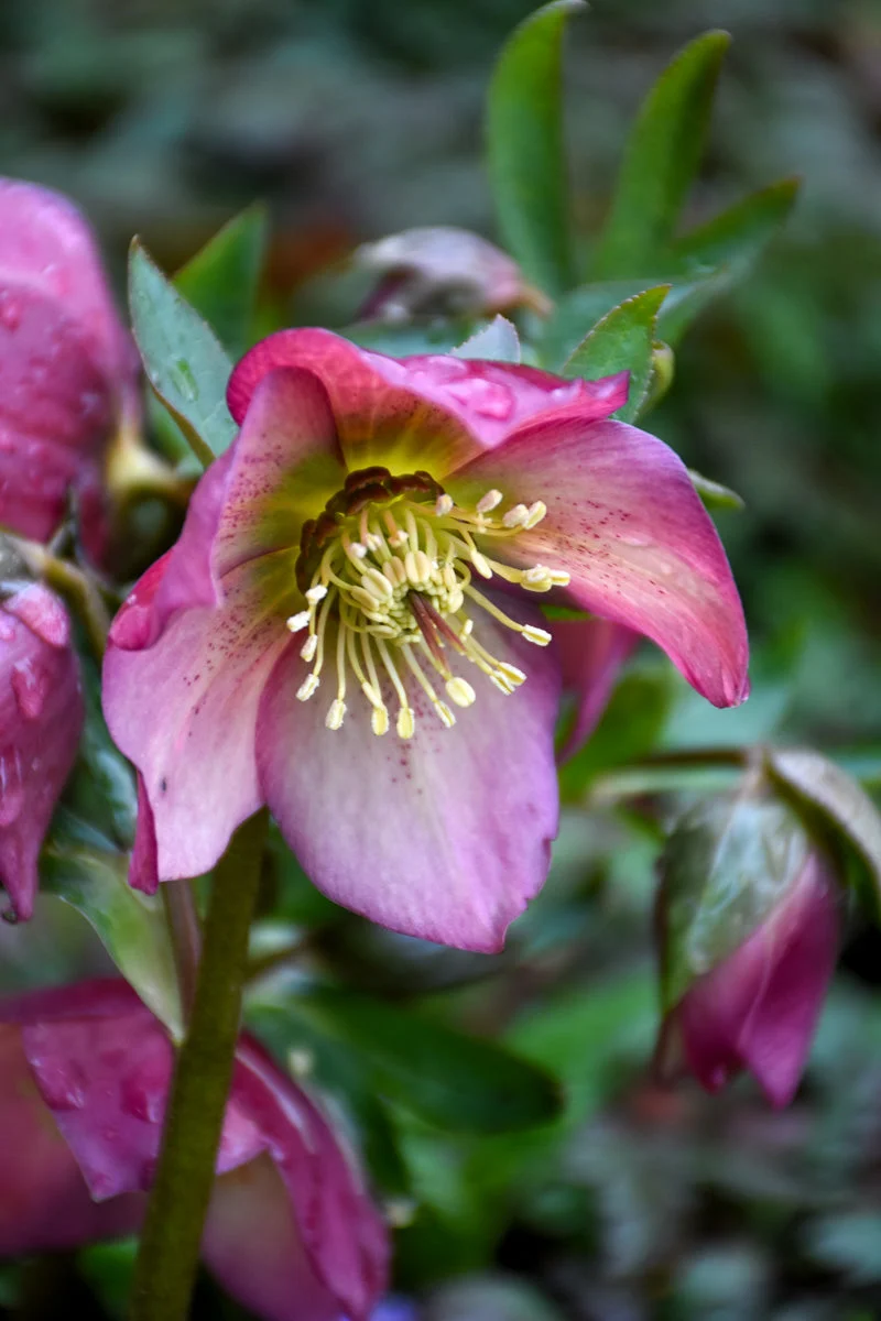 Lenten Rose, Paris In Pink