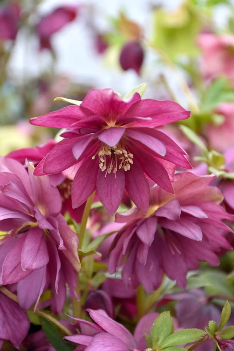 Lenten Rose, Red Sapphire