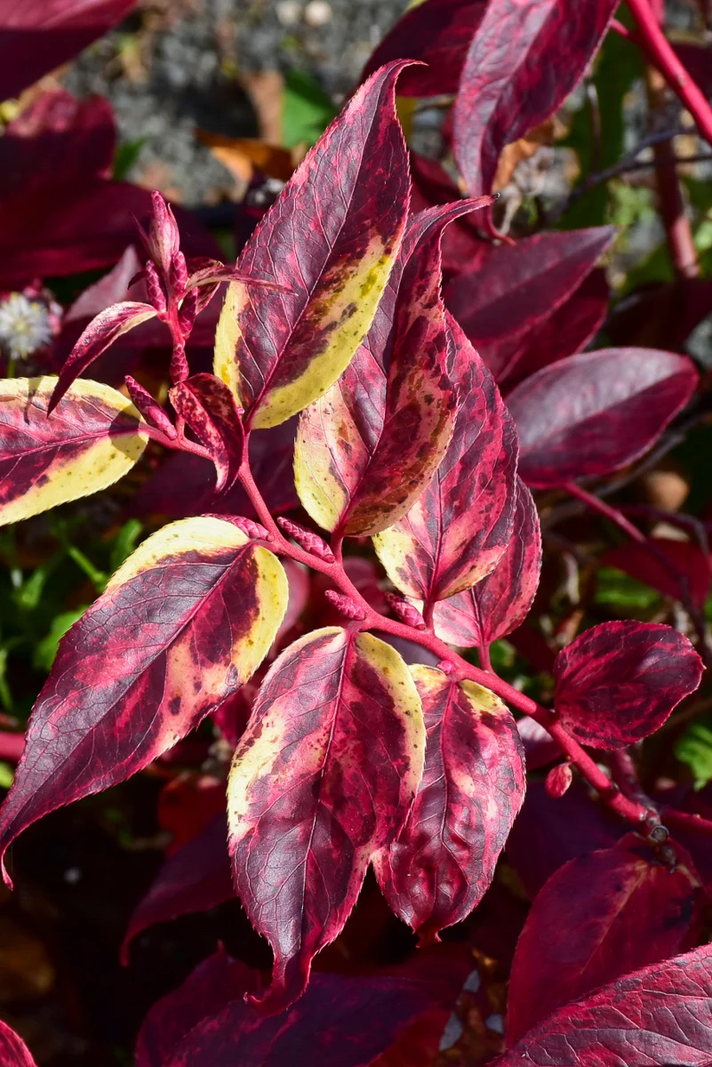 Leucothoe, Gerard's Rainbow