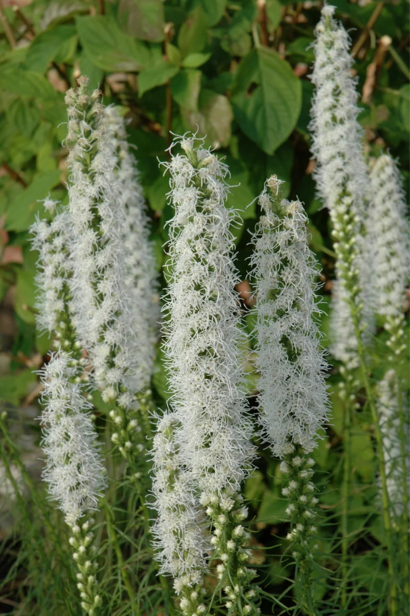 Liatris, White Blazing Star