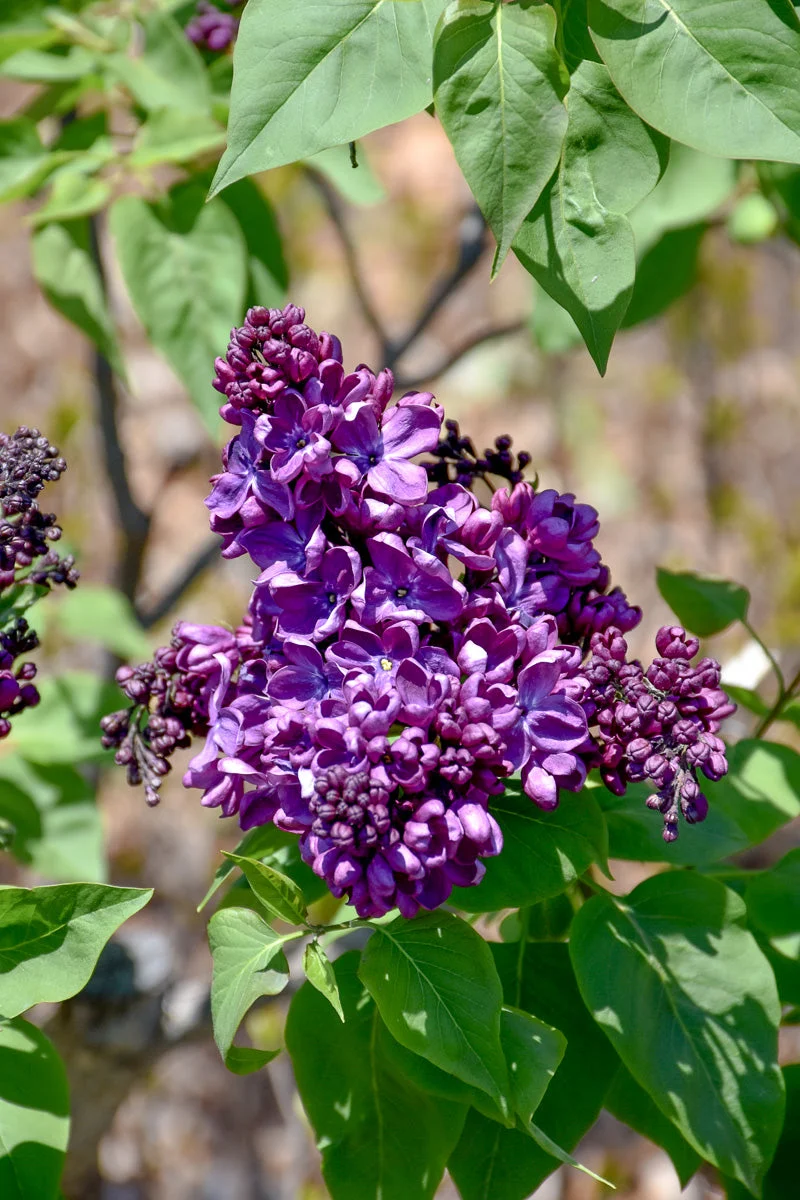 Lilac, Agincourt Bt