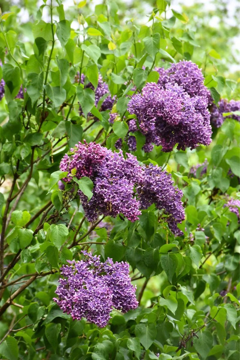 Lilac, Albert Holden
