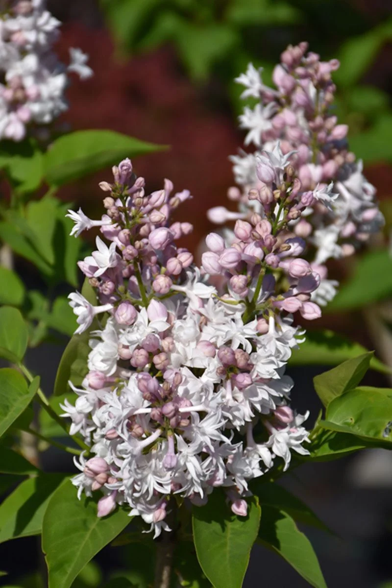 Lilac, Beauty Of Moscow - Image 2