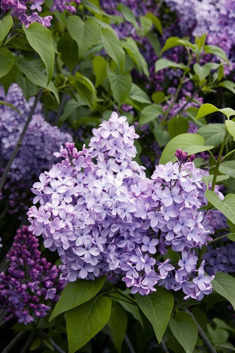 Lilac, Blue Skies - Image 3