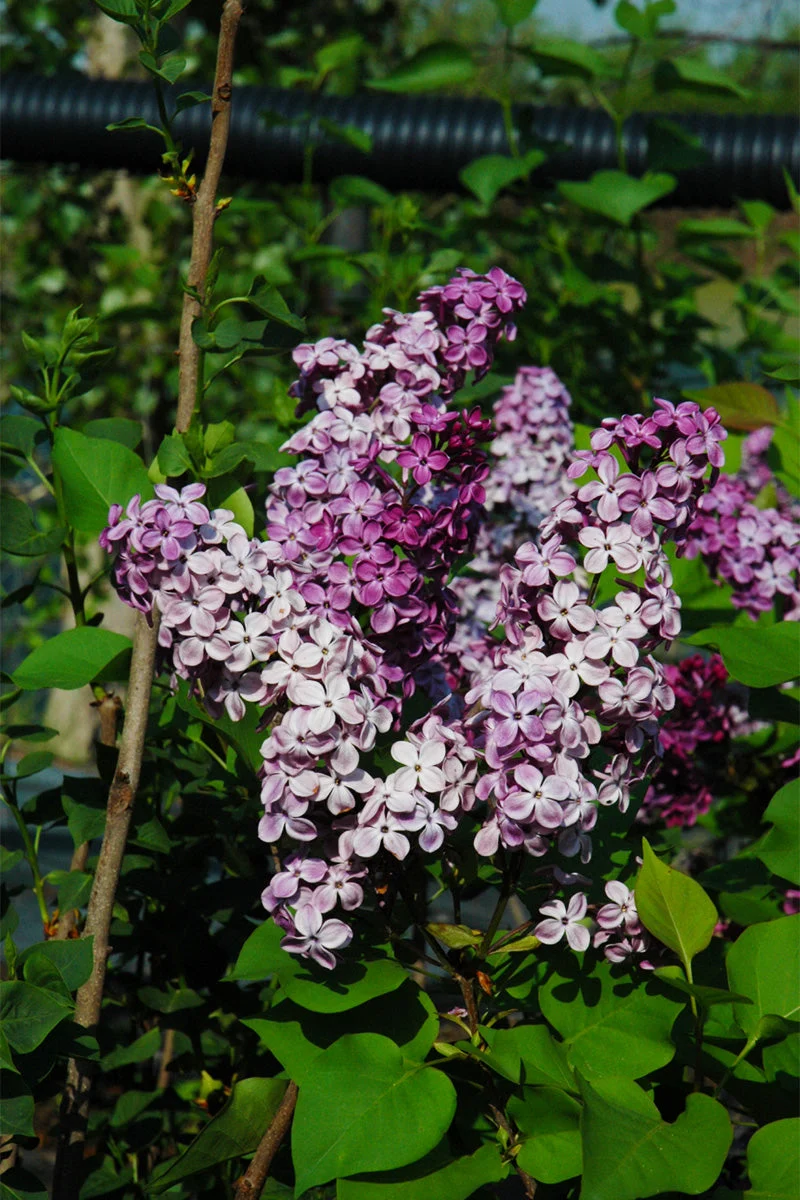 Lilac, Declaration