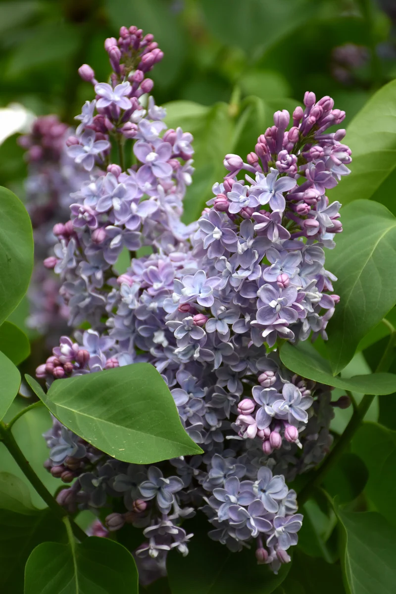 Lilac, Equinox Valley