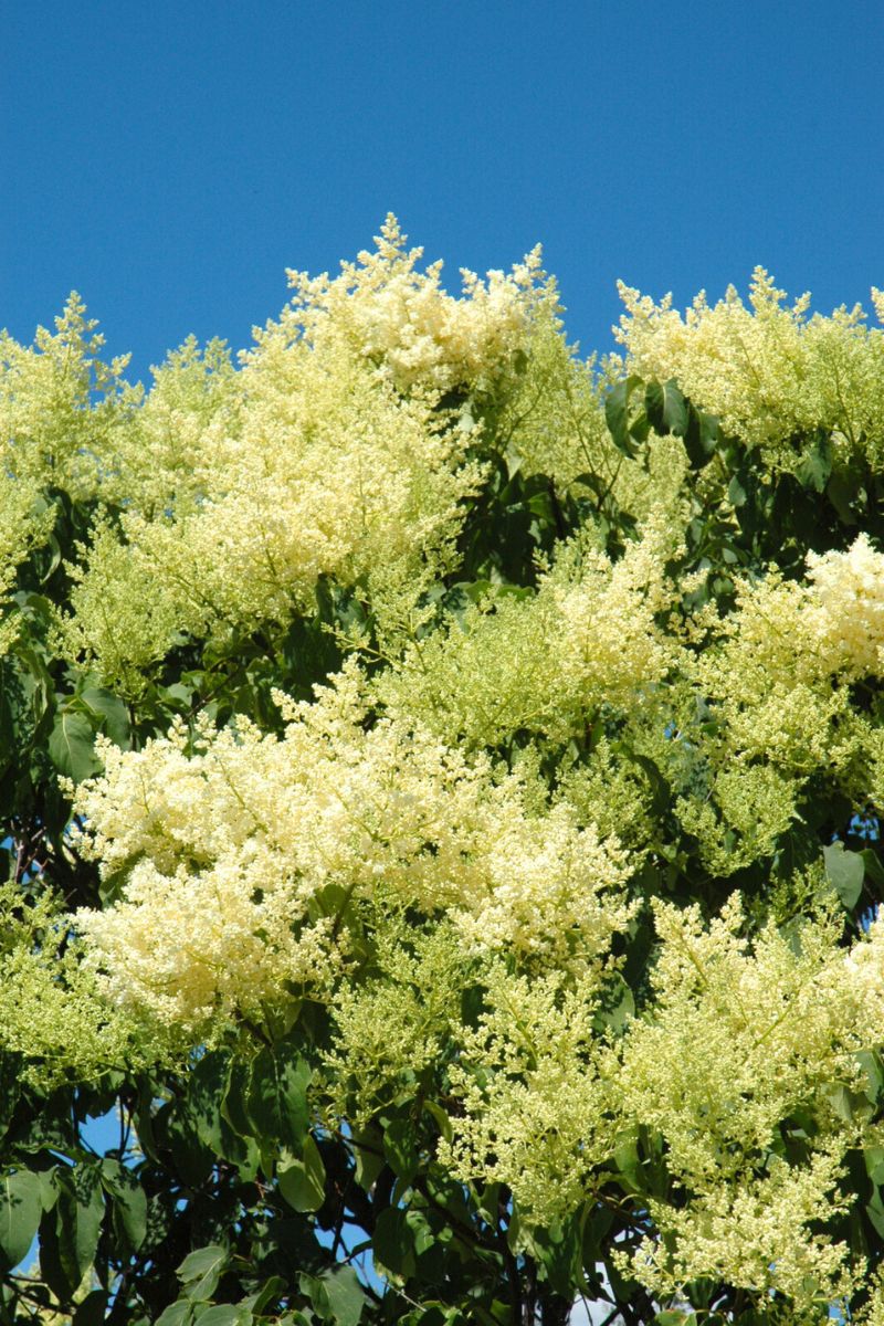 Lilac, Japanese Tree