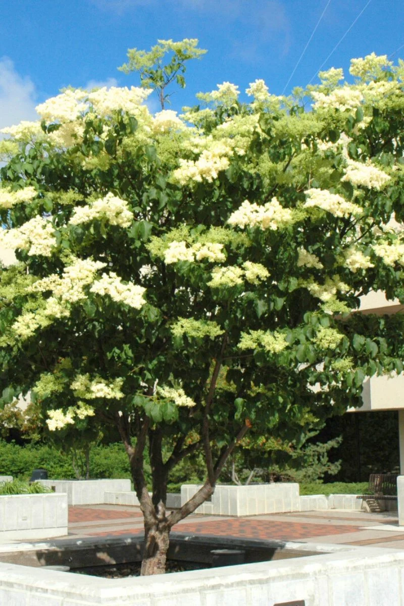 Lilac, Japanese Tree Ivory Silk - Image 2