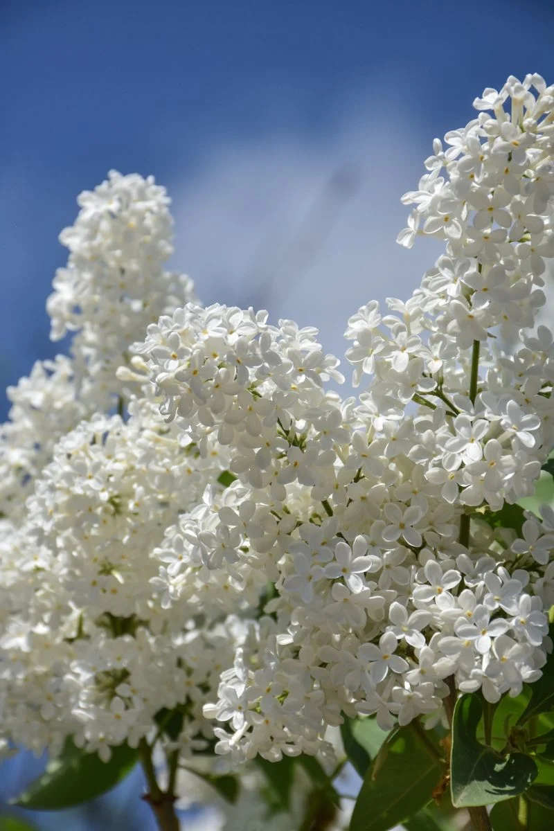 Lilac, New Age White