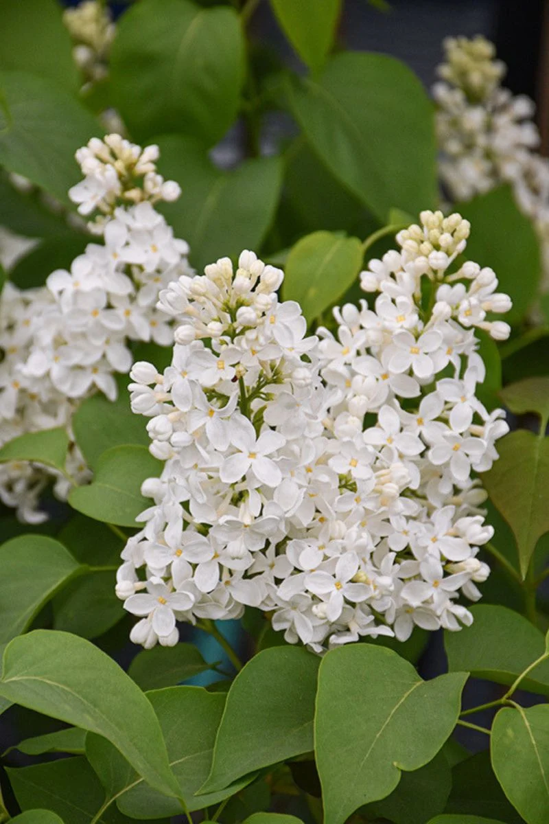 Lilac, Primrose