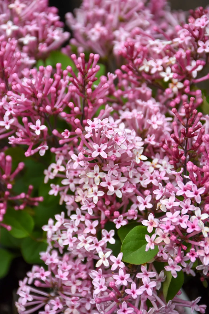 Lilac, Scent & Sensibility