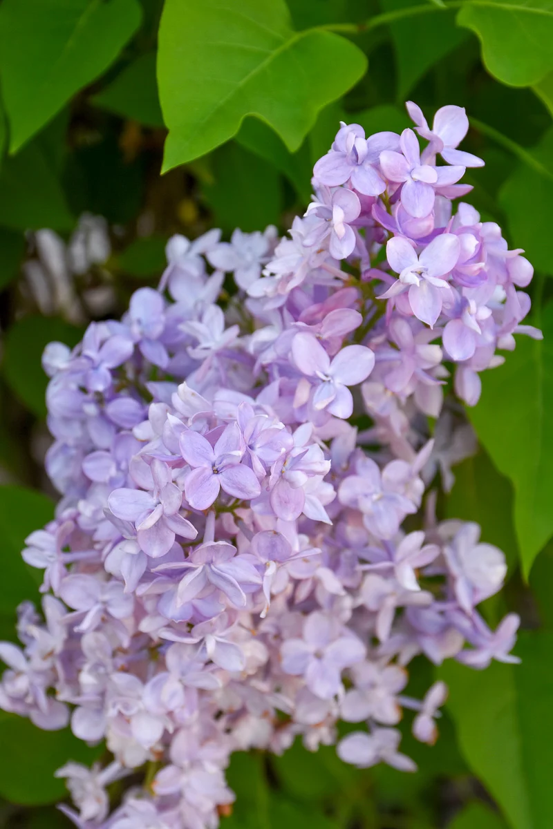 Lilac, Scentara Double Blue D/Bl