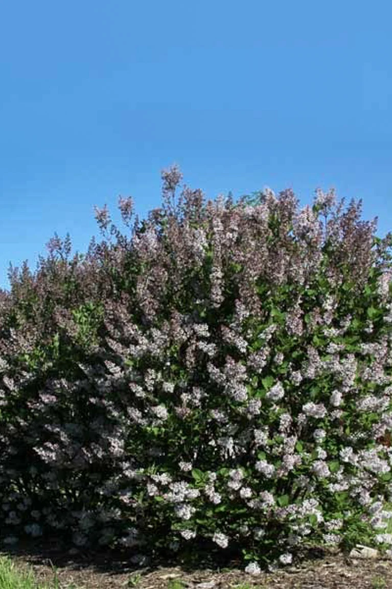 Lilac, Violet Uprising - Image 2