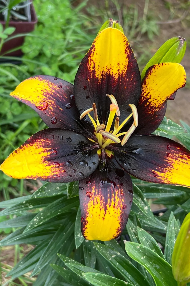 Lily, Asiatic- Tiny Massive