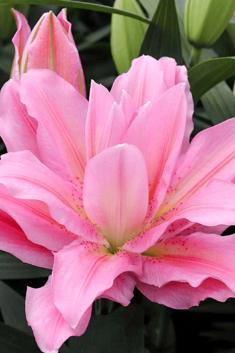 Lily, Oriental Sara