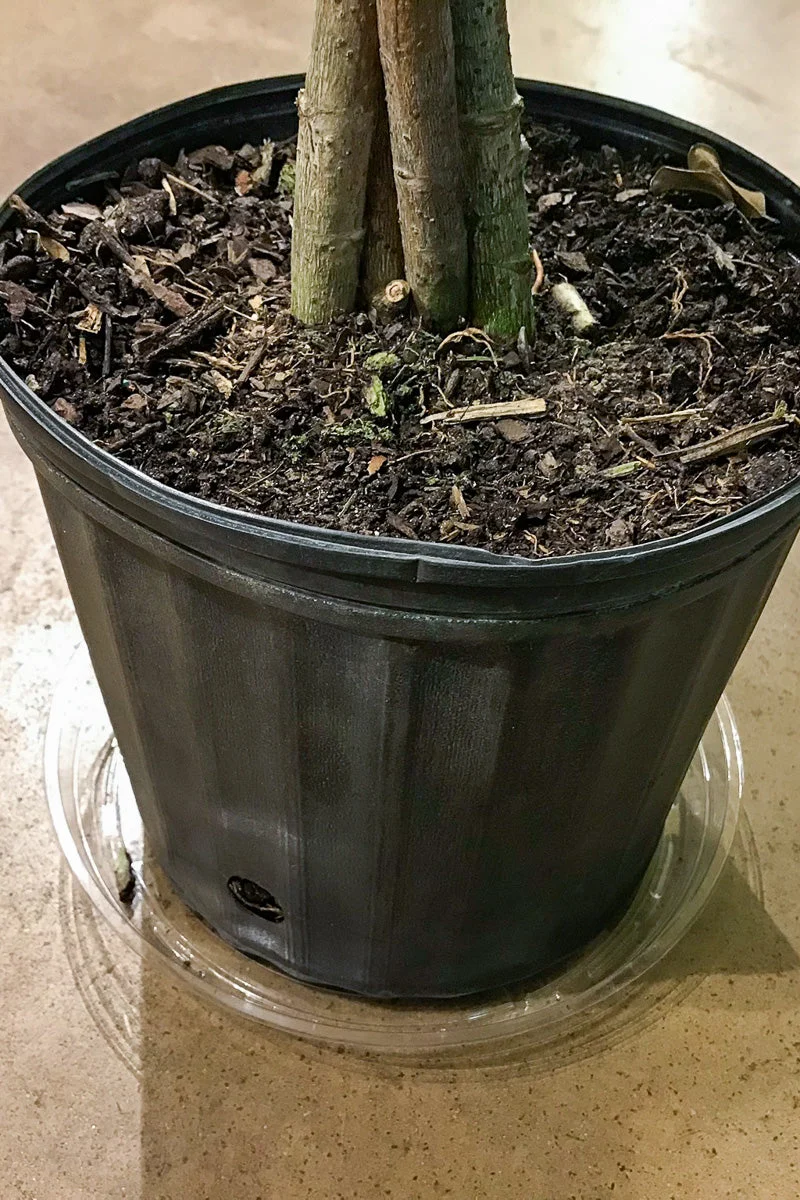 Clear Indoor Plant Saucer 4"