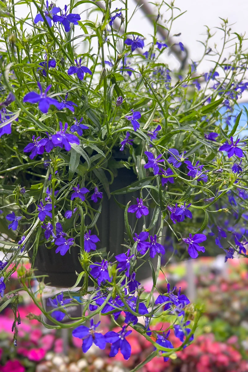 Lobelia Blue - Image 2