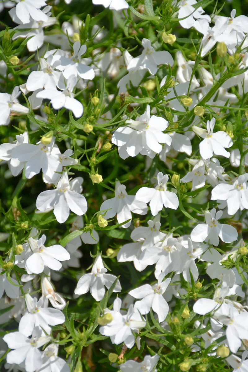 Lobelia, Trailing White