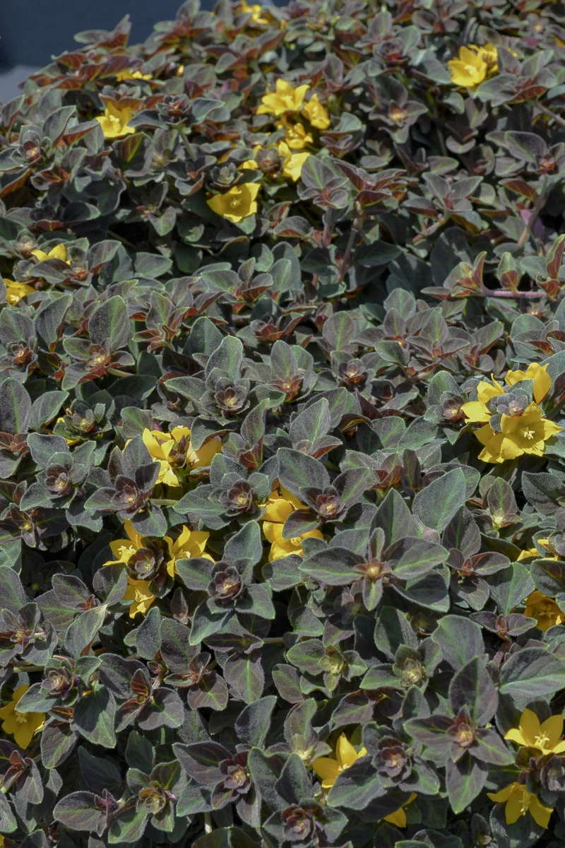 Lysmachia Midnight - Image 2