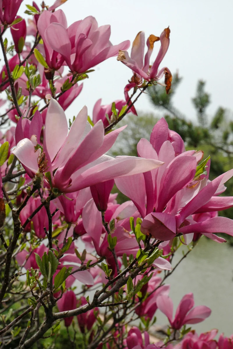 Magnolia, Ann