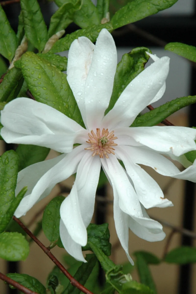 Magnolia, Ballerina